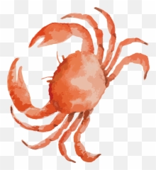Dungeness Crab Seafood - Crab Drawing Png,Crabs Png