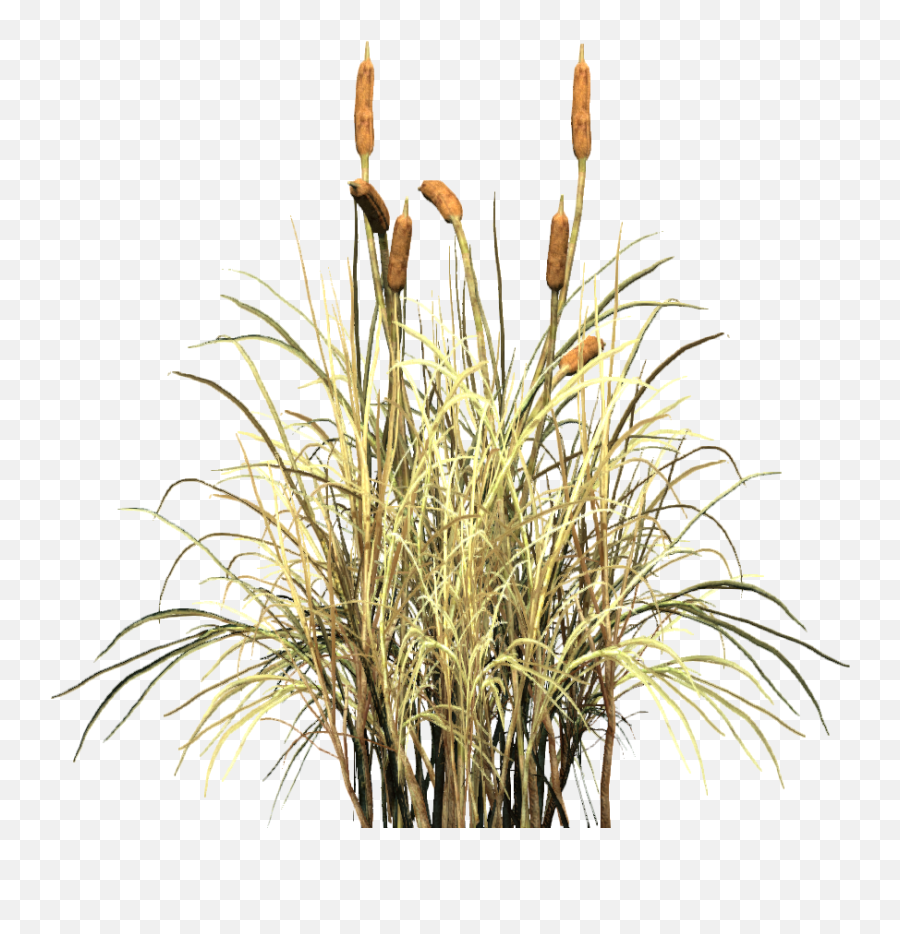 Cat Image Illustration Vector Graphics - Cat Tail Plant Png,Cat Tail Png