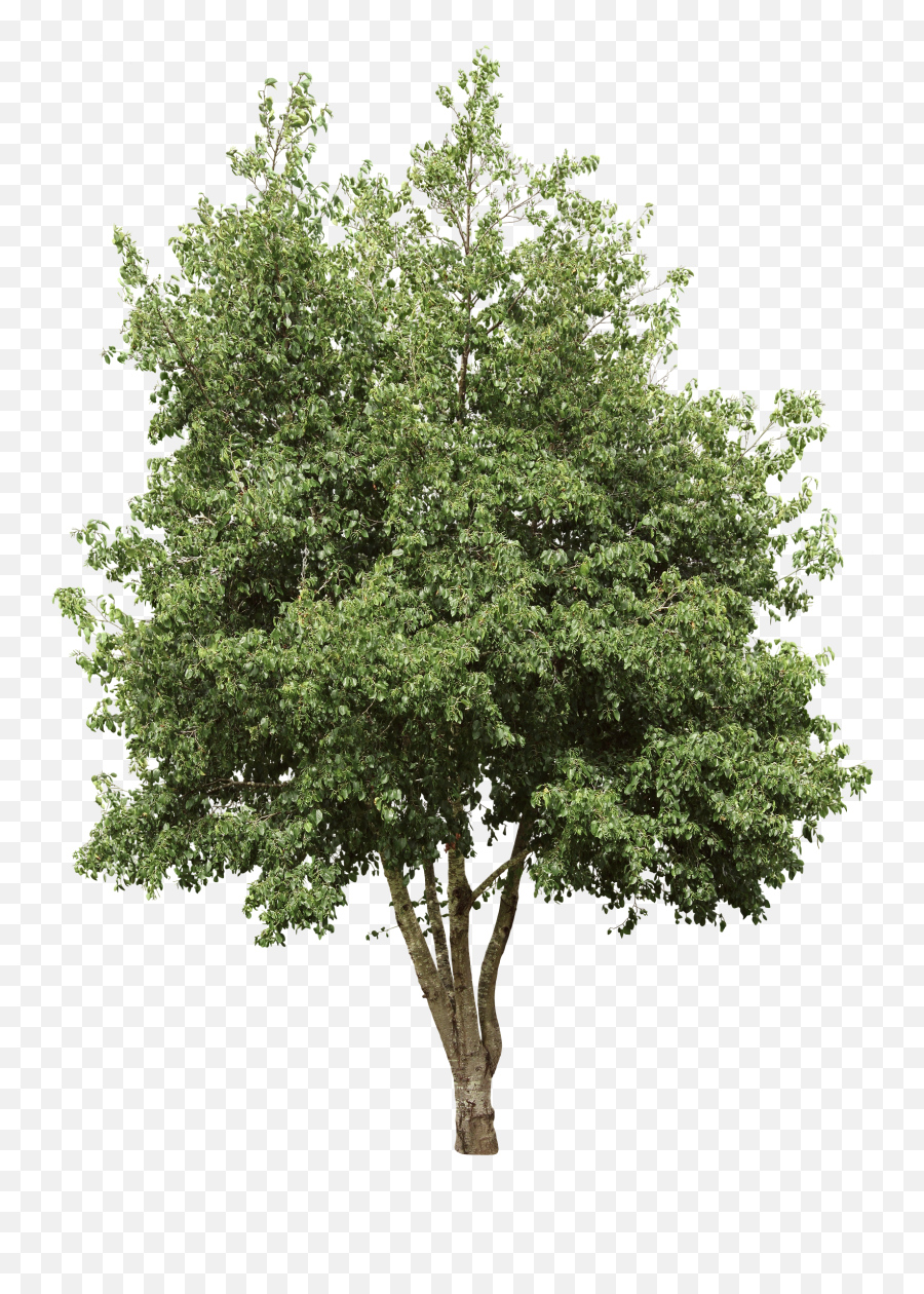 Italian Alder - High Resolution Birch Tree Png,Tree Cutout Png