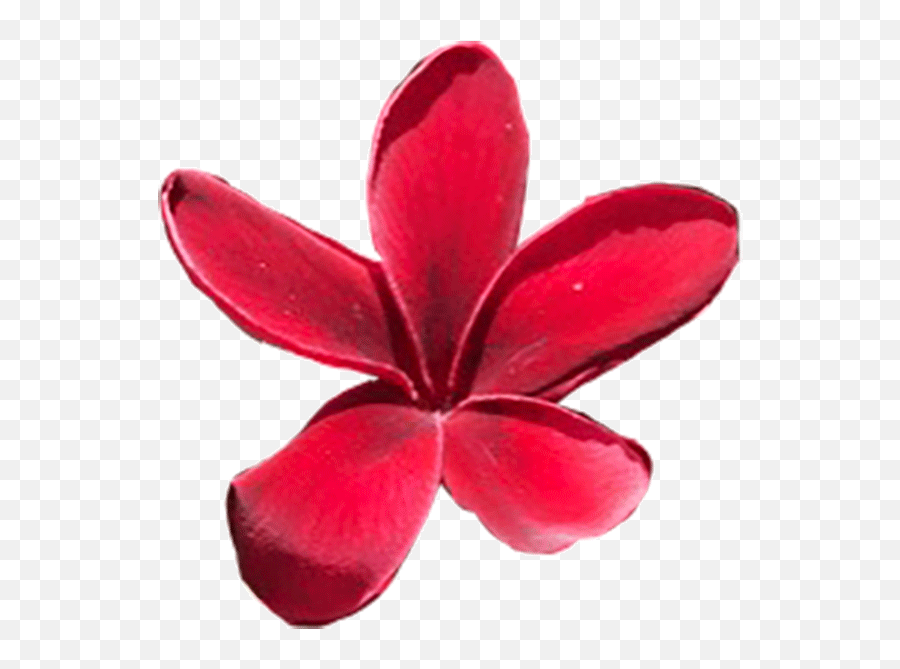 Maui Plumeria Gardens - Red Plumeria Png,Plumeria Flower Png