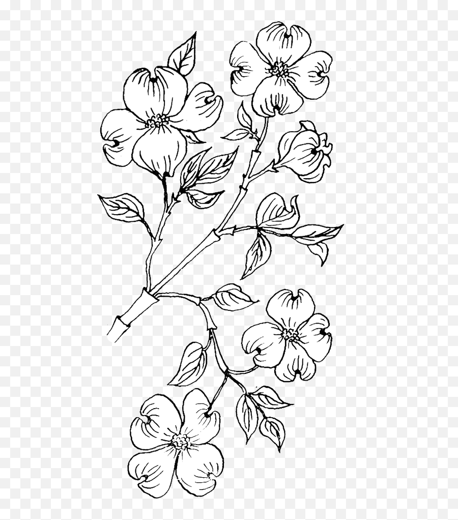 Dogwood Flower Coloring Page - Dogwood Coloring Page Png,Dogwood Png