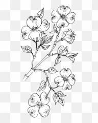 Dogwood Flower Coloring Page - Dogwood Coloring Page Png,Dogwood Png
