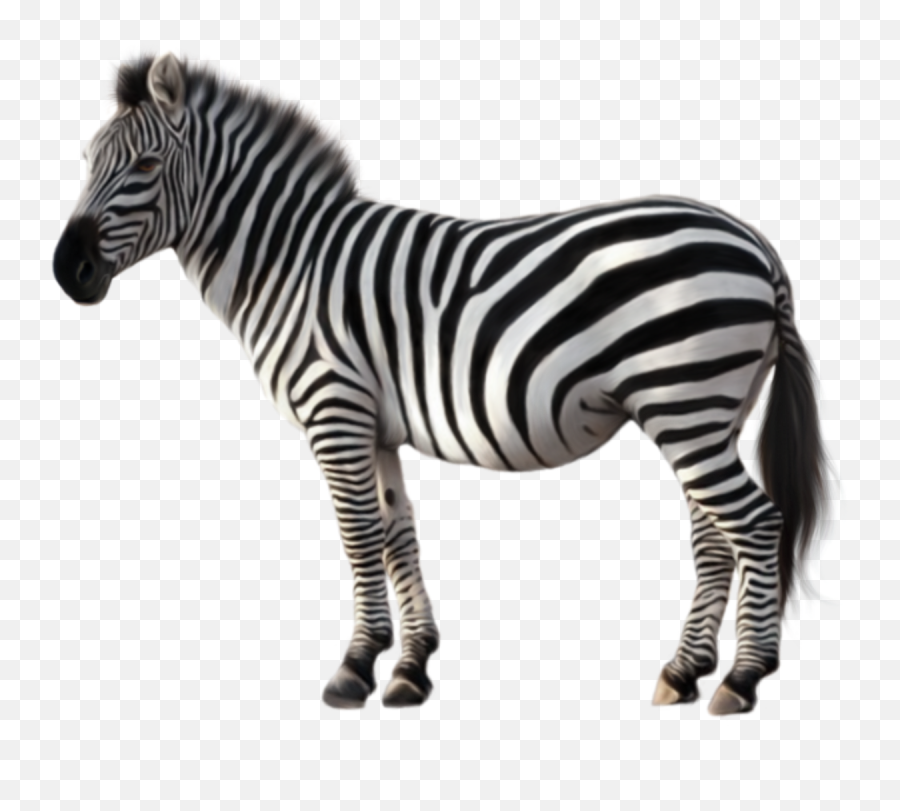 Imagens Zebra Png Com Download Gratuito - Hd Png Zebra Clipart,Zebra Png