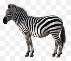 Imagens Zebra Png Com Download Gratuito - Hd Png Zebra Clipart,Zebra Png