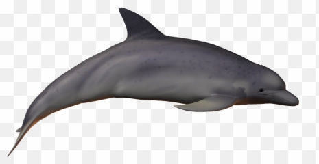 Bottlenose Dolphin Clipart Clear Background - Png Download Dolphin Background White,Dolphin Transparent