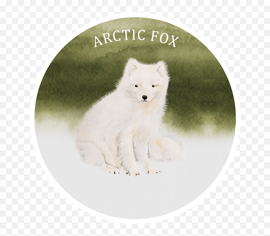 The Arctic Bestiary - A Guide To Icelandu0027s Wildlife Arctic Fox Png,Arctic Fox Png