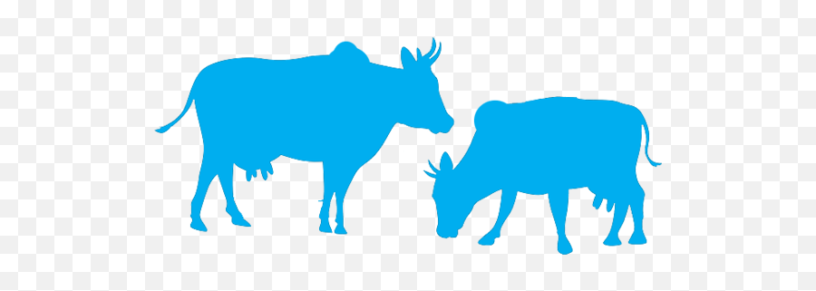 Infrastructure U2013 Shreelalji Fresh Desi Cow Milk U0026 Products - Vaches Silhouette Png,Cows Png