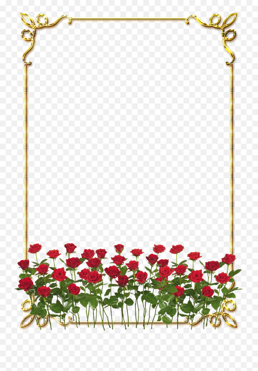 Download Hd Frames Png Douradas Com Rosa Vermelhas - Rose Flowers Png,Rose Border Png