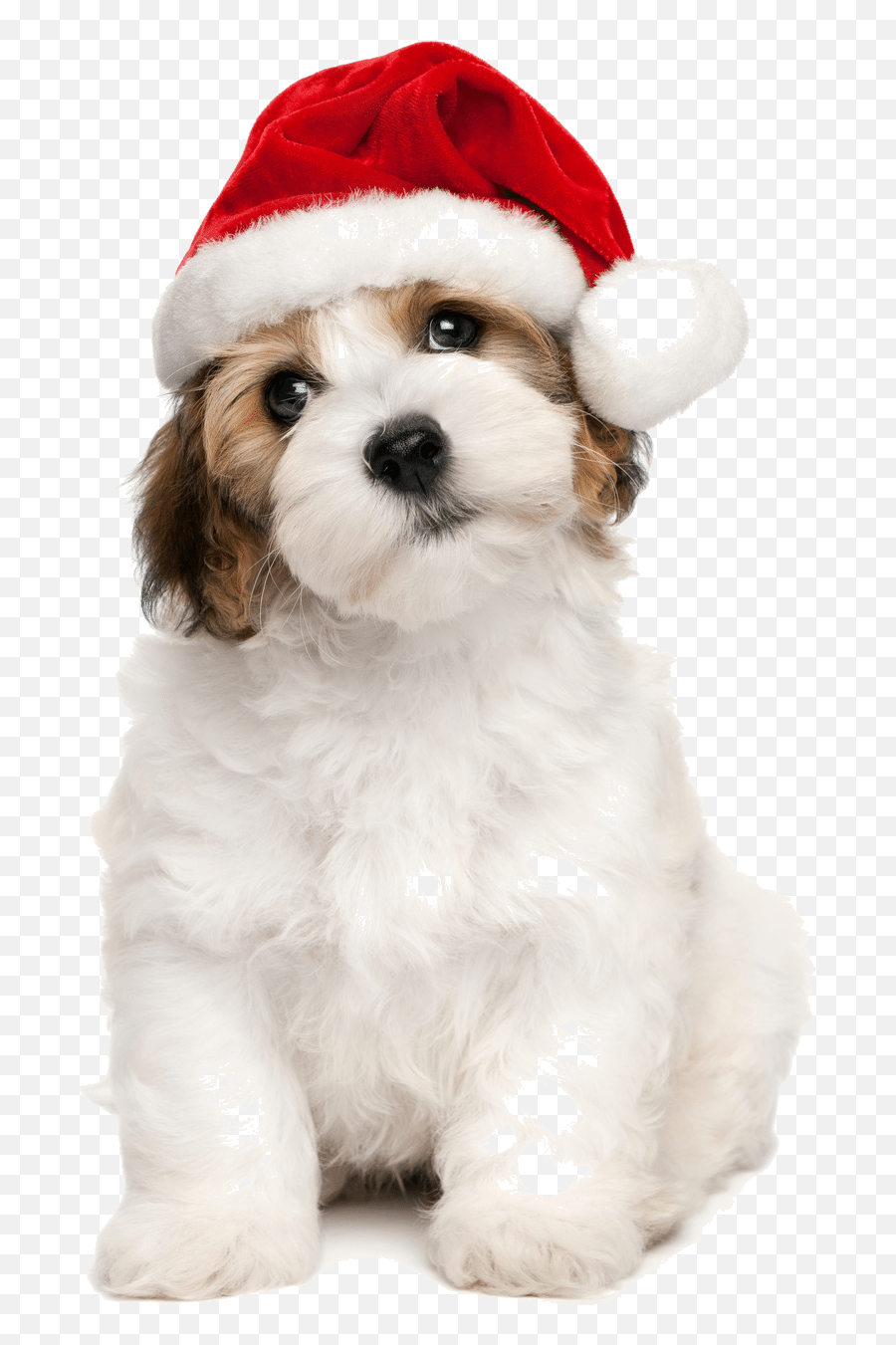 Christmas Dog Toronto Walking - Santa Hat On Dog Png,Dogs Transparent