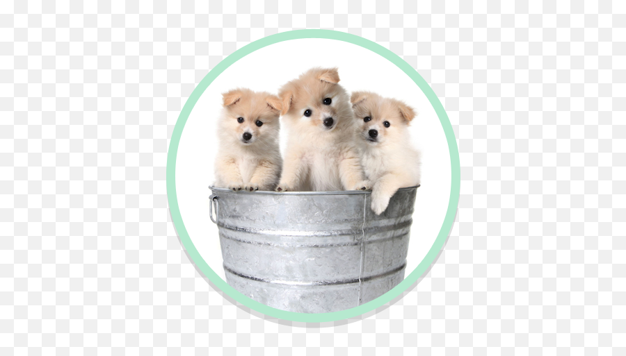 Self Service Dog Wash - Puppies Full Size Png Download Puppies,Puppies Png