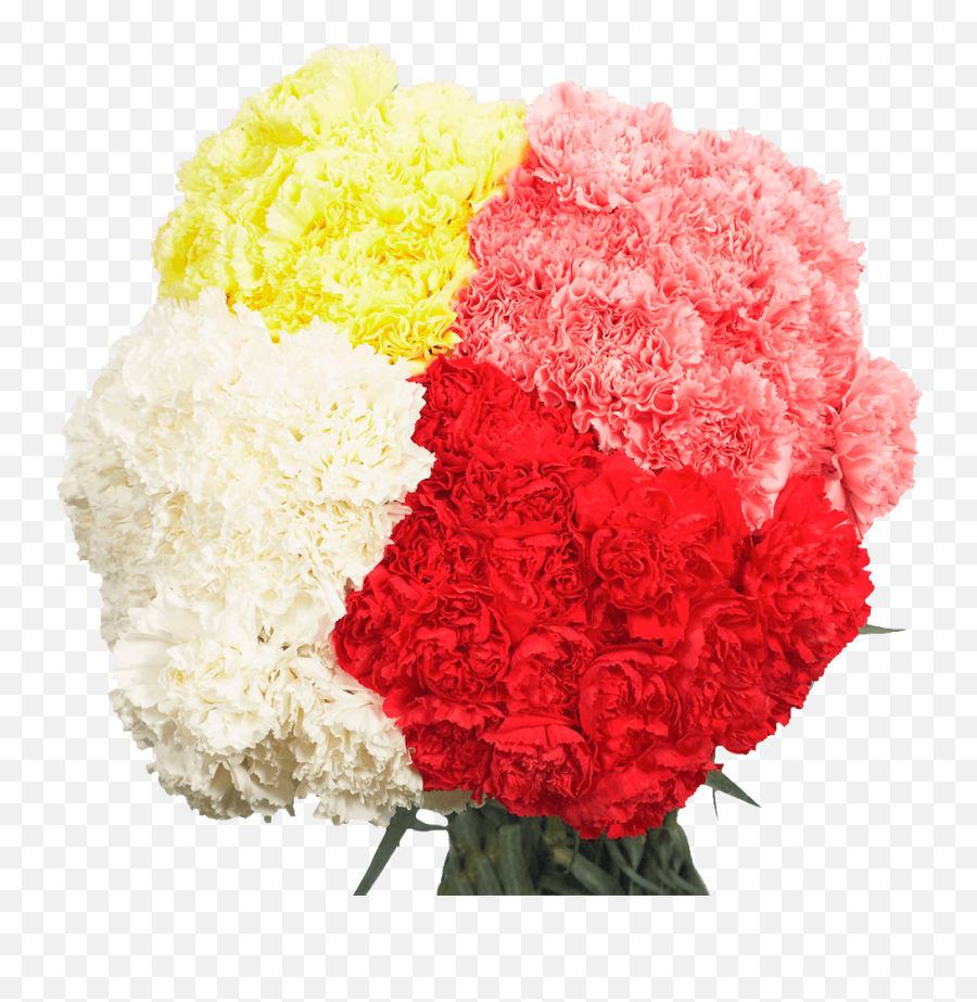 Carnation Delivery - Carnation Png,Carnation Png