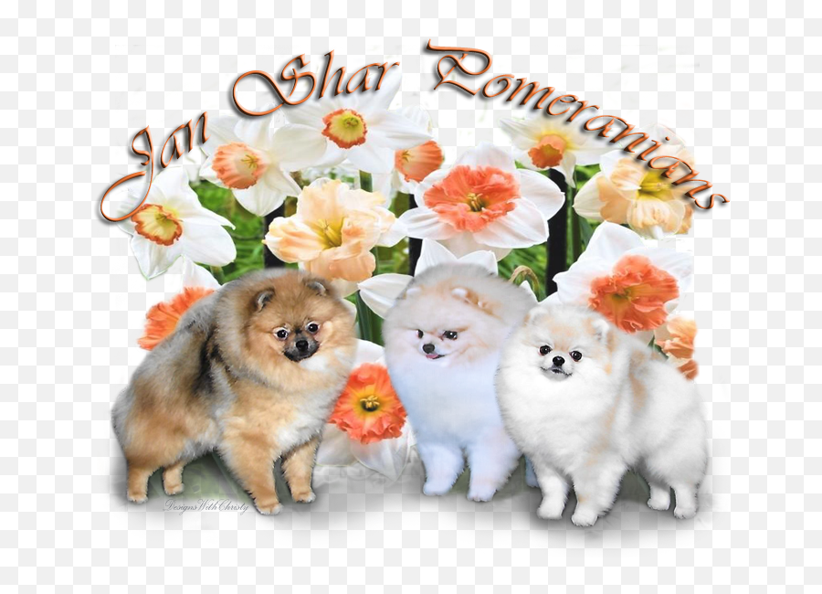Jan Shar Pomeranians And Come - Chow Chow Png,Pomeranian Png