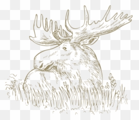 Download Hd Wedding Videographer Newcastle - Black And White Moose png