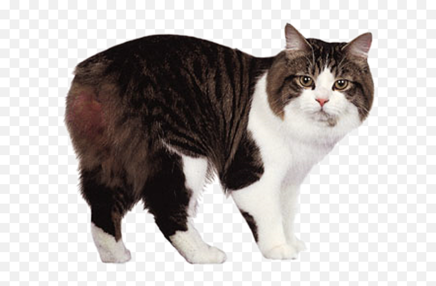 Cymric Cat Manx Cornish Rex Maine Coon Ragdoll - Cute Png,Cute Cat Transparent