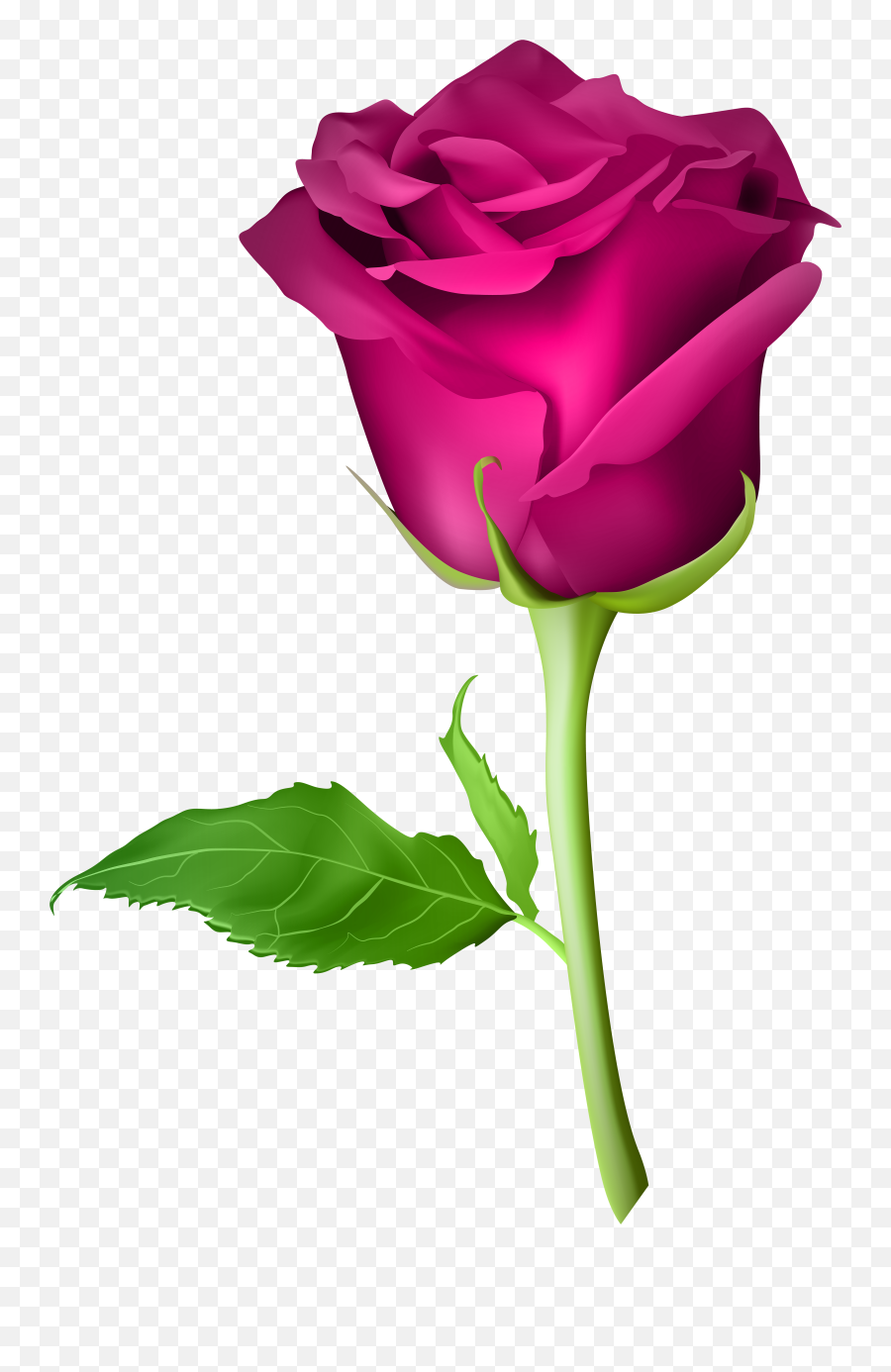 Rose Png Flower Images Free Download - Rose Purple Png,Rose Png Hd