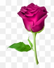 Rose Png Flower Images Free Download - Purple