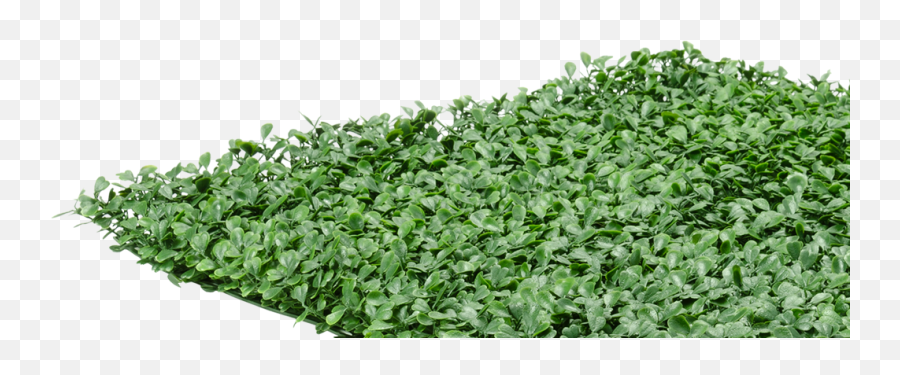 Artificial Boxwood Mat Panels From - Natrahedge Artificial Boxwood X Mat Hedge Square Grass Wall Panels Png,Boxwood Png