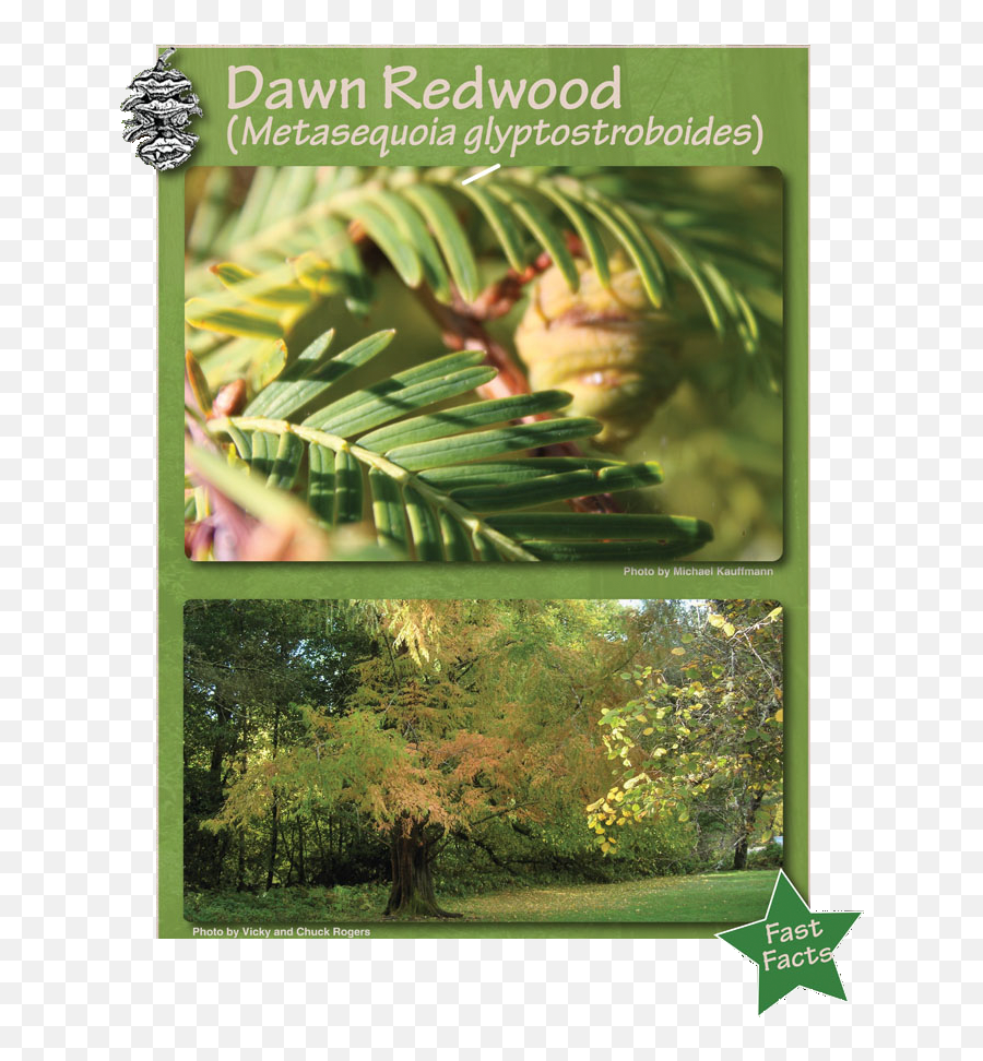 Redwood Forest - Temperate Broadleaf And Mixed Forest Png,Redwood Tree Png