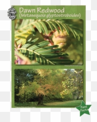 Redwood Forest - Temperate Broadleaf And Mixed Forest Png,Redwood Tree Png
