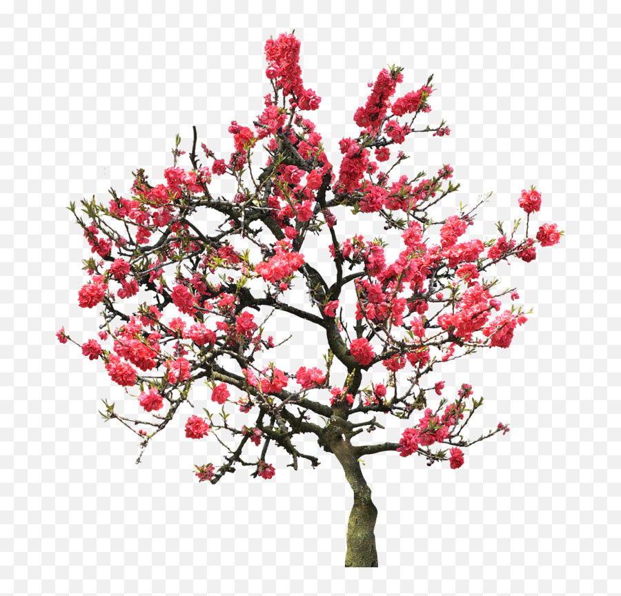 Download Cherry Blossom Tree - Red Cherry Blossom Tree Png,Japanese Cherry Blossom Png