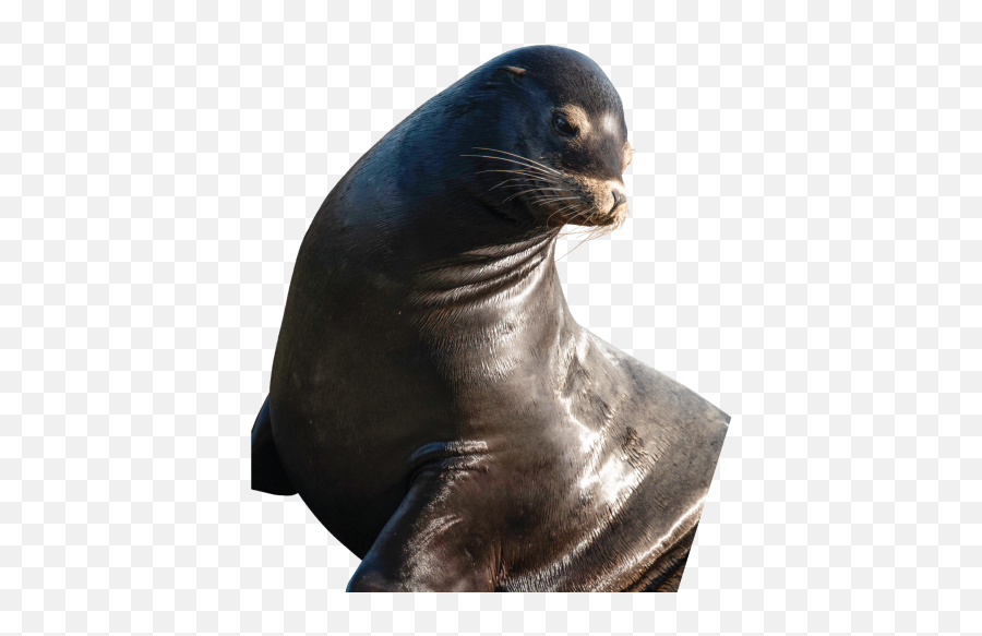 30th Anniversary Of Sea Lions In San Francisco - California Sea Lion Png,Sea Lion Png