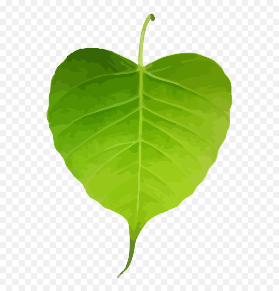 Bodhi Day Leaf Flower Plant For - Transparent Pipal Leaf Png,Aspen Tree Png
