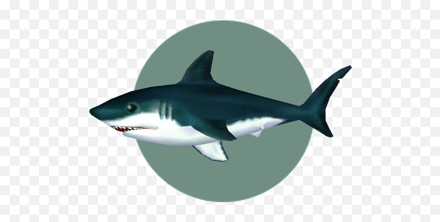 Great White Shark Animal Crossing Wiki Fandom - Animal Crossing City Folk Fishes Png,Shark Icon Png
