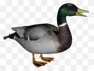 Transparent Png Images Icons And Clip Arts - Duck Png,Duck Png