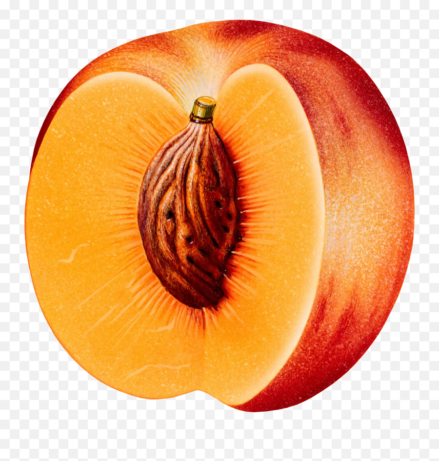 Peach Png Image - Peach Png,Peaches Png