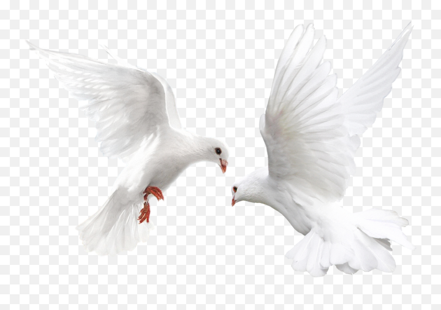 Transparent Background White Dove Png