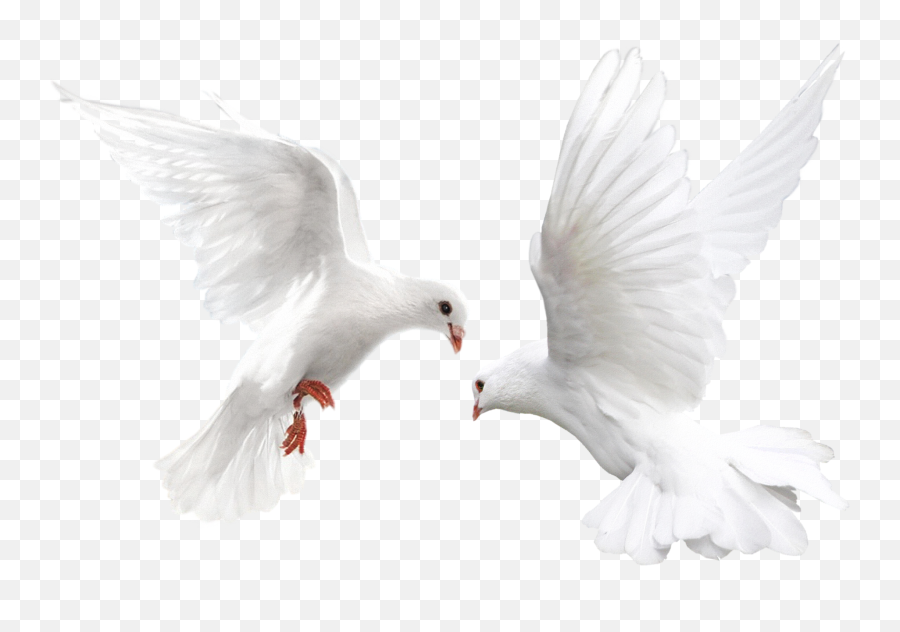 transparent background white dove png free transparent png images pngaaa com transparent background white dove png