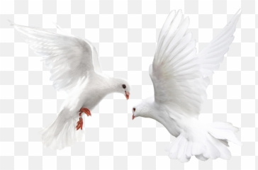 Transparent Background White Dove Png