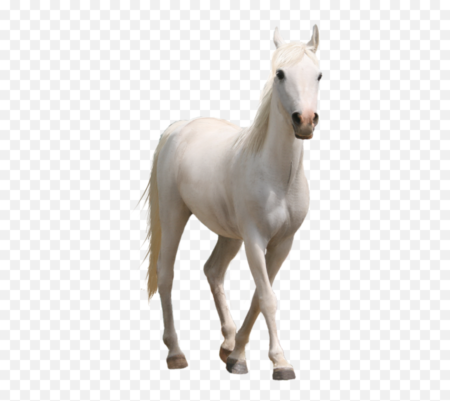 Download Caballo - Transparent Background White Horse Png,Caballo Png