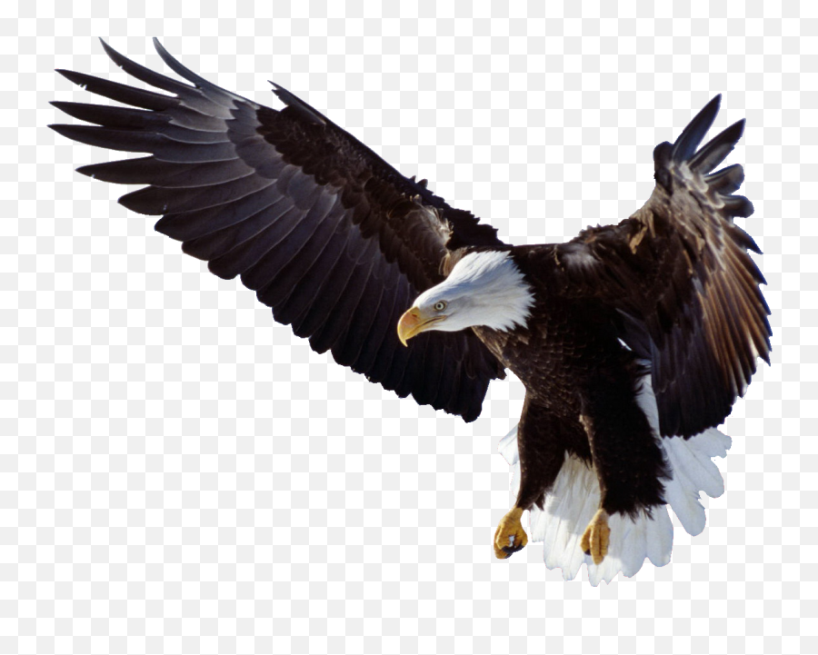 Eagle Wings Logo Png - Eagle Flying Png,Bald Eagle Transparent