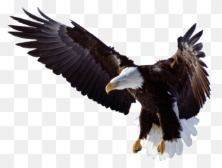 Eagle Wings Logo Png - Flying