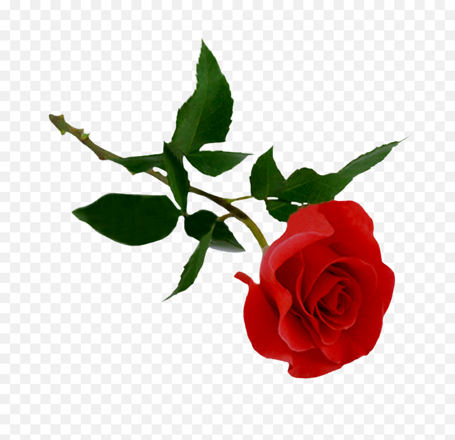 Download Rose Free Png Transparent Image And Clipart - Rose Png,Red Rose Png