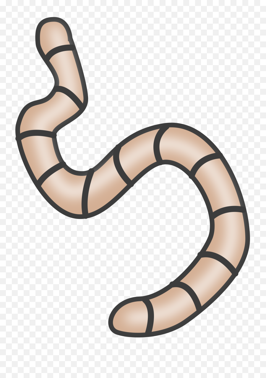 Worm Animal Biology - Transparent Background Worm Clipart Png,Worm Png
