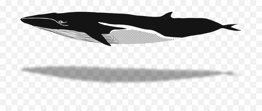 Homepage All About Watching Finbacks - Blue Whale Png,Humpback Whale Png