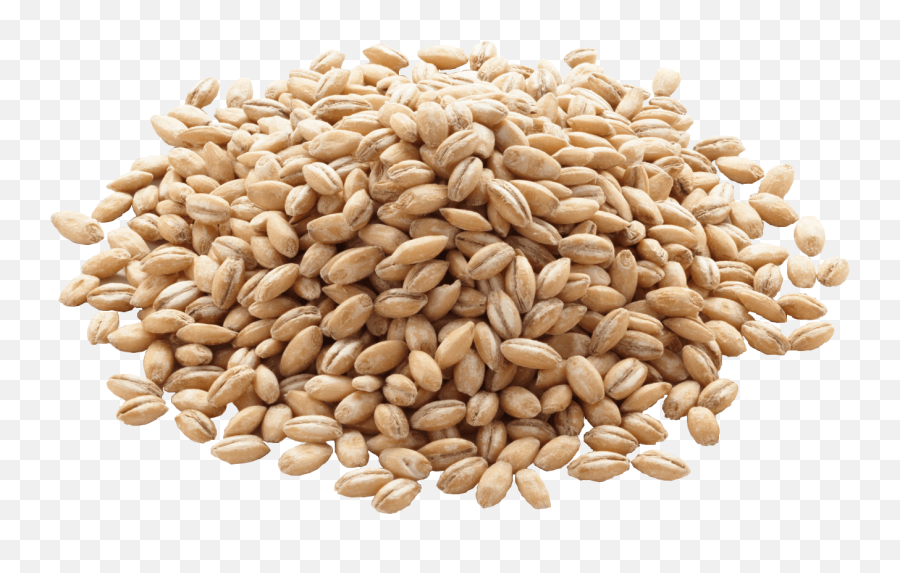 Download Barley Png Image For Designing Use - Free Barley Png,Wheat Transparent Background