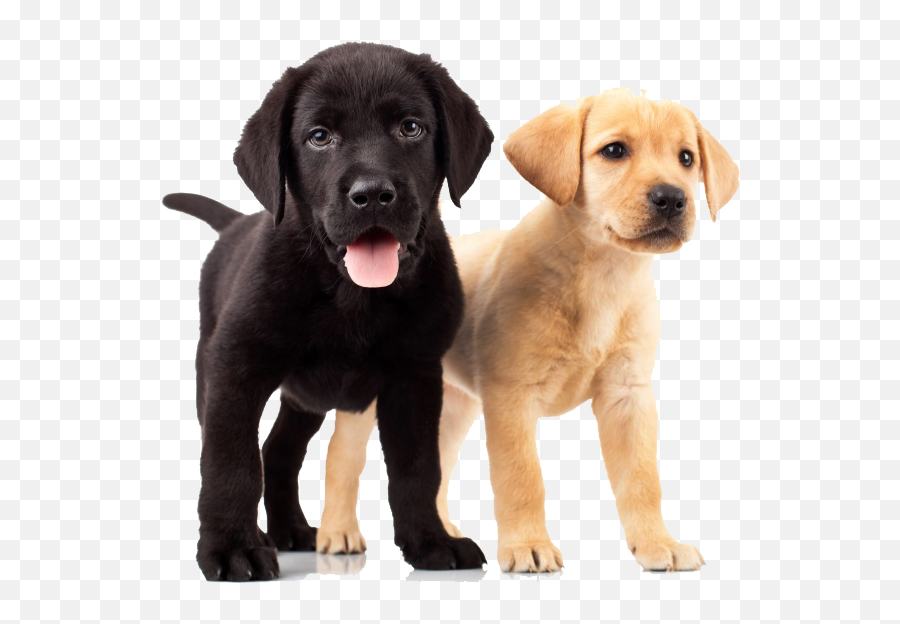 Download Golden Retriever Puppies - Yellow And Black Lab Black Golden Retriever Puppy Png,Golden Retriever Transparent