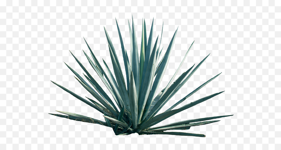 Agave Png Transparent - Planta De Agave Png,Agave Png