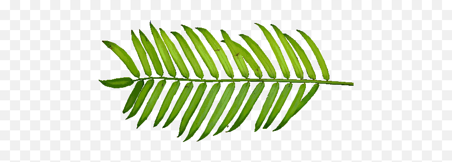 Hd Type Png V51 Pictures The Texture Of Foliage - Transparent Palm Sunday Png,Foliage Png