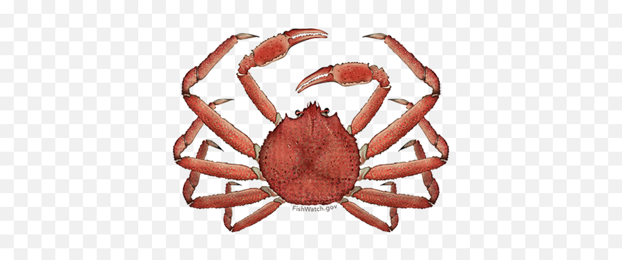 Alaska Snow Crab - Alaskan Snow Crab Png,Crabs Png