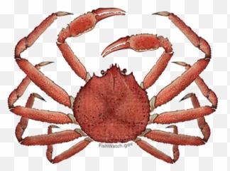 Alaska Snow Crab - Alaskan Snow Crab Png,Crabs Png
