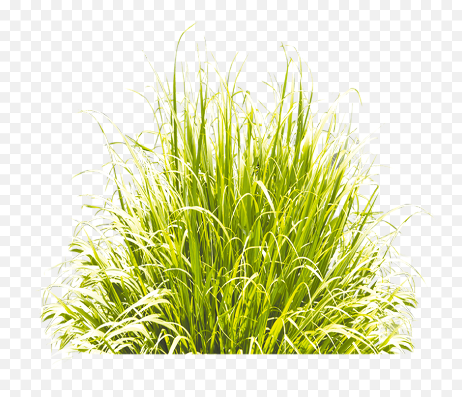 Grass Green Icon Download Free Image - Portable Network Graphics Png,Cartoon Grass Png