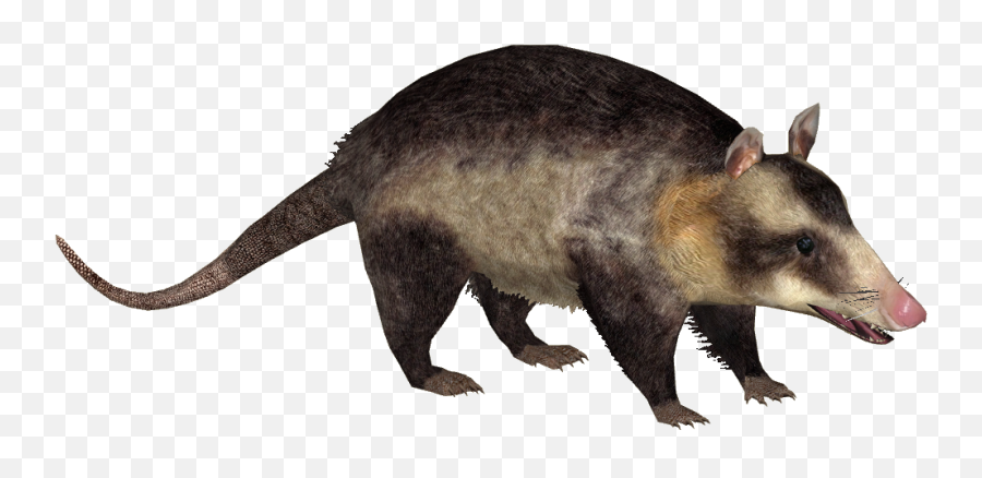 Download Common Opossum - Didelphis Marsupialis Png,Opossum Png