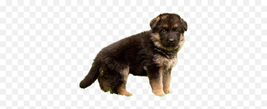 German Shepherd Puppy Png File - Know A Pure German Shepherd Puppy,German Shepherd Png