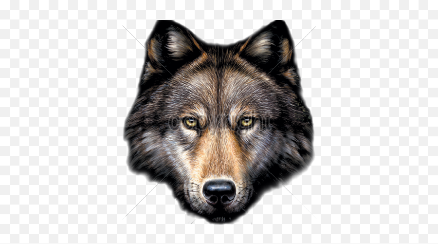 Da Saga Crepusculo Jacob Lobo Png Image - Transparent Wolf Face Png,Wolf Head Png