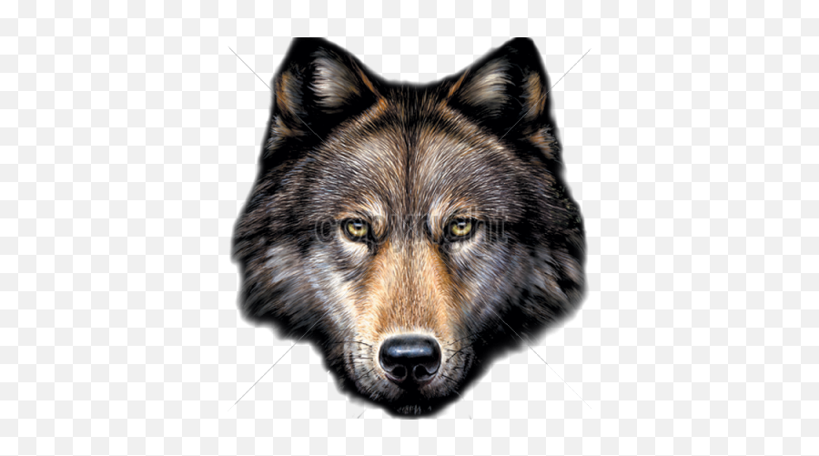 Da Saga Crepusculo Jacob Lobo Png Image Transparent Wolf Face Png Wolf Head Png Free Transparent Png Images Pngaaa Com