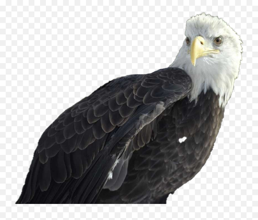 Download Bald Eagle Png Photo Background - Bald Eagle Bald Eagle,Bald Eagle Head Png